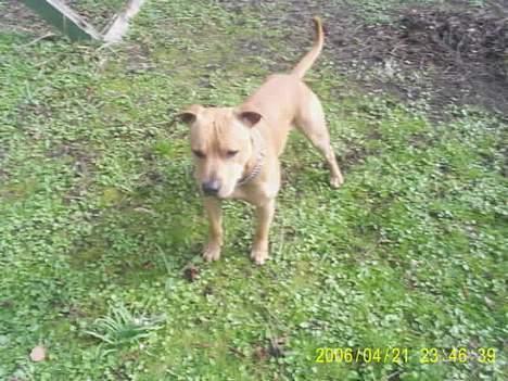 Amerikansk staffordshire terrier 2pac billede 12
