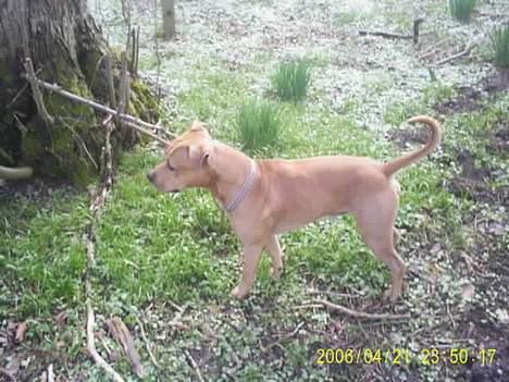 Amerikansk staffordshire terrier 2pac billede 13