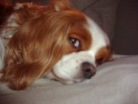 Cavalier king charles spaniel Chilli - hey smut lige jeg sover!! billede 1