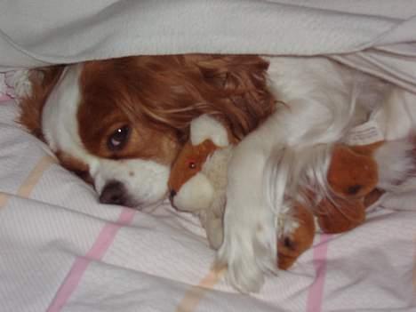 Cavalier king charles spaniel Chilli - putter med min nye bamse billede 2