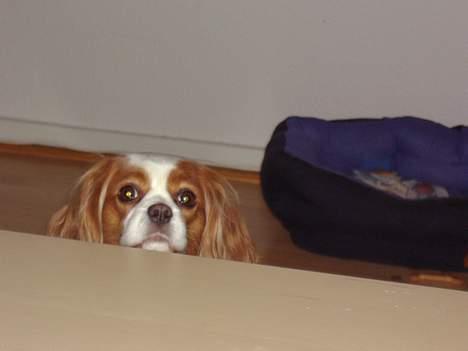 Cavalier king charles spaniel Chilli - kan godt se du har kage, så gi lidt fister!! billede 3