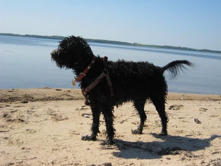 Blanding af racer <Pom Frida> - :) billede 7