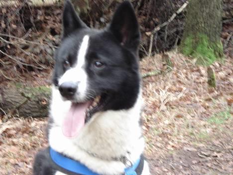 Karelsk bjørnehund Qato DØD  R.I.P 5/3-06 - nyt billede 15