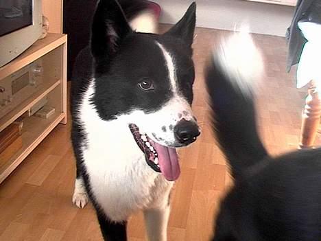 Karelsk bjørnehund Qato DØD  R.I.P 5/3-06 billede 16