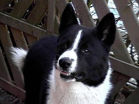 Karelsk bjørnehund Qato DØD  R.I.P 5/3-06 billede 17