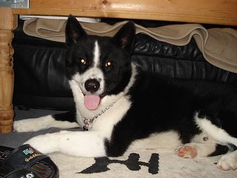 Karelsk bjørnehund Qato DØD  R.I.P 5/3-06 - under bor hund billede 18