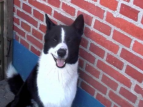 Karelsk bjørnehund Qato DØD  R.I.P 5/3-06 billede 19