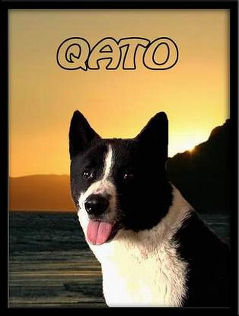 Karelsk bjørnehund Qato DØD  R.I.P 5/3-06 billede 20
