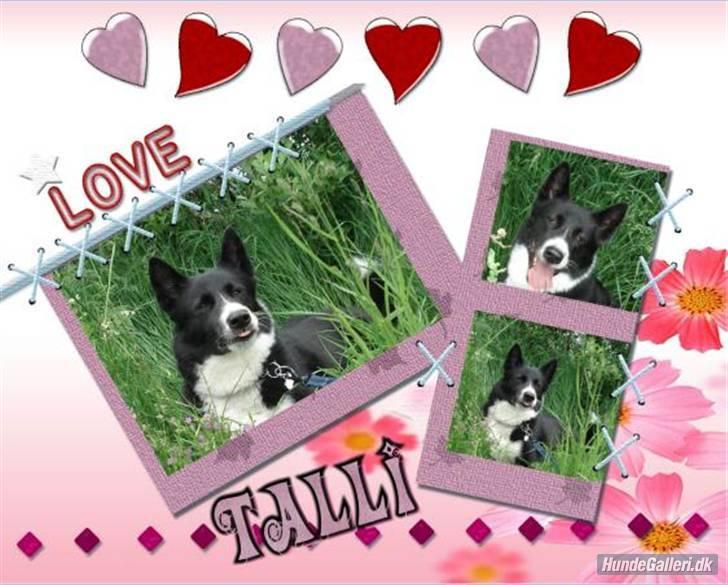 Karelsk bjørnehund Talli R.I.P 21 maj 2010 - nyt billede 20