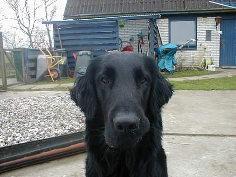Flat coated retriever Lucky - hva har du gang i ? billede 1