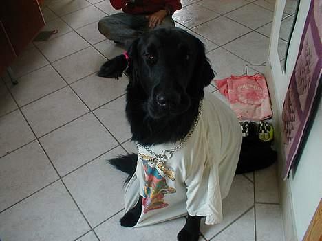 Flat coated retriever Lucky - jo hva så dér total sejt ik  billede 2