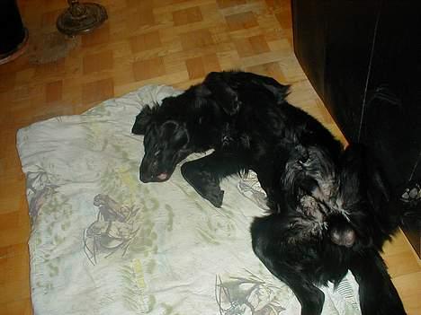 Flat coated retriever Lucky - flad lige ud ik !!!!!!!!!!!! billede 3