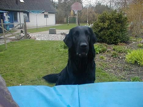 Flat coated retriever Lucky - UUUH...en trampolin !!!!!!!!!!!!!!!! billede 4