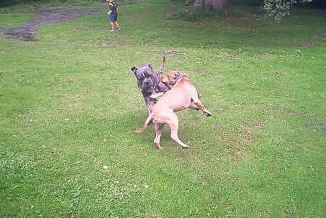 Amerikansk staffordshire terrier 2pac - min gode ven otto billede 14