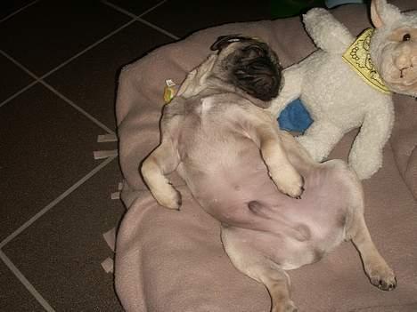 Mops Anton billede 9