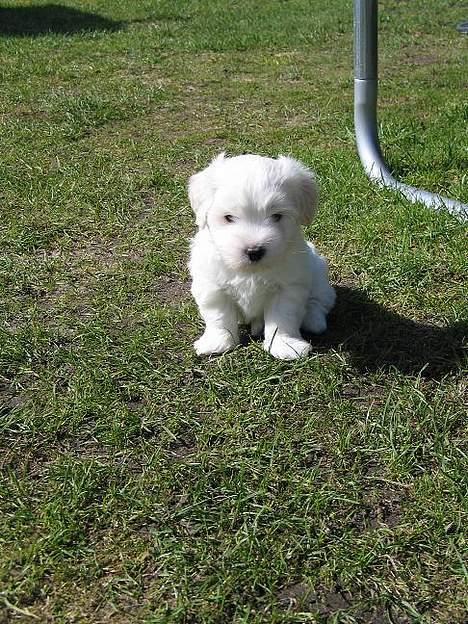 Coton de tulear Disco - Lille Disco billede 1