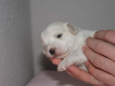 Coton de tulear Disco - Disco som meget ung billede 2