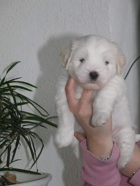 Coton de tulear Disco - Disco billede 3