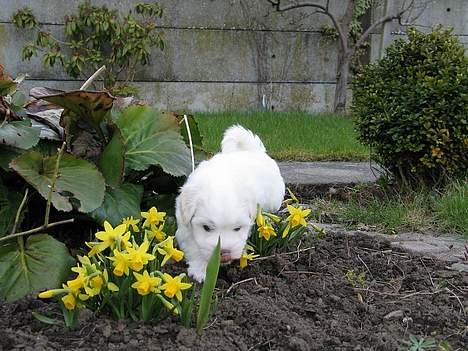 Coton de tulear Disco - Disco snuser i blomsterbedet billede 4