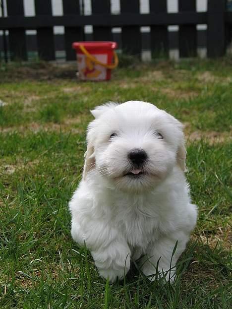 Coton de tulear Disco - Disco-fuld fart frem billede 5
