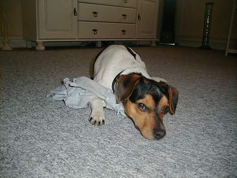 Dansk svensk gaardhund Buster - Se mig lige, er jeg ikke nuttet billede 9