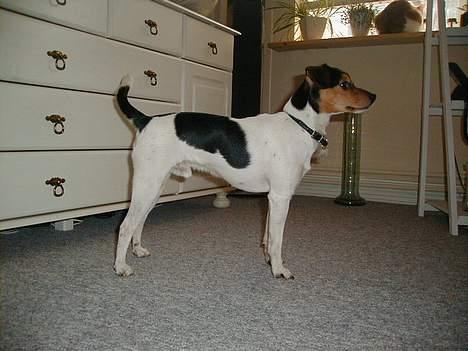 Dansk svensk gaardhund Buster - Se hvor fint jeg kan stå. billede 10