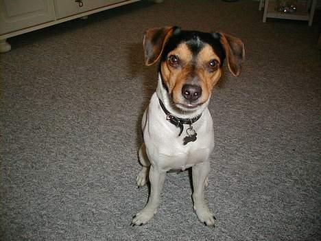 Dansk svensk gaardhund Buster - Jeg elsker dig mor!!!!!!!!! billede 11