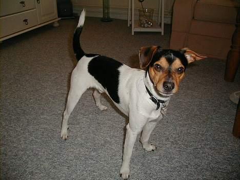 Dansk svensk gaardhund Buster - Hvad glor du på? billede 12