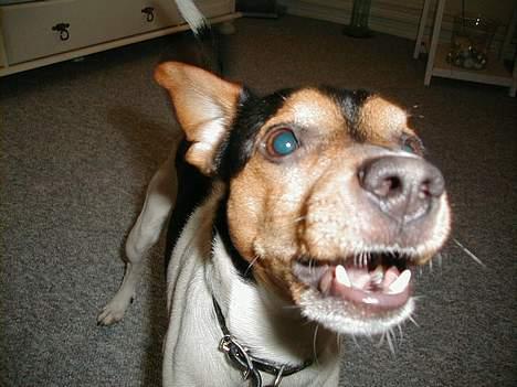 Dansk svensk gaardhund Buster - Pas på jeg er farlig. VOV! billede 13