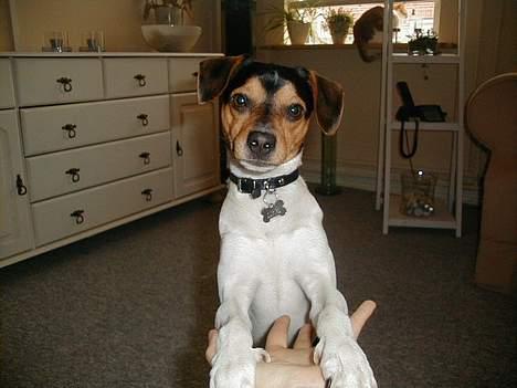 Dansk svensk gaardhund Buster - Er jeg ikke sød? billede 14