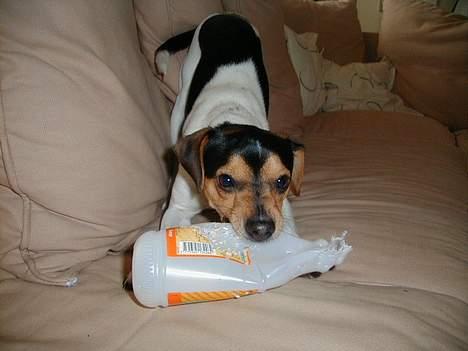 Dansk svensk gaardhund Buster - Du må ikke tage den mor, for så bliver jeg sur. billede 15