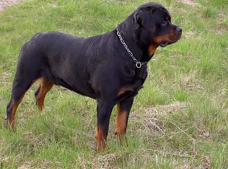 Rottweiler nico billede 6