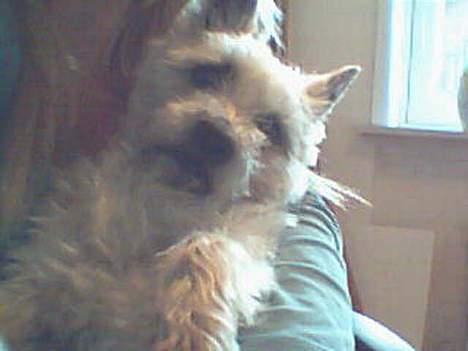 Cairn terrier Mads - her sidder jeg hos mor og ser sej ud :) billede 1