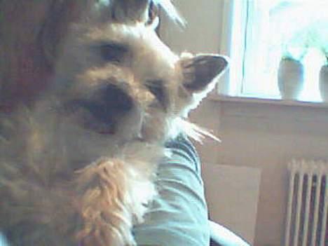 Cairn terrier Mads billede 2