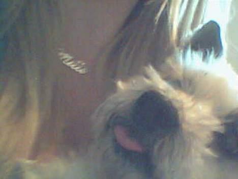 Cairn terrier Mads billede 3