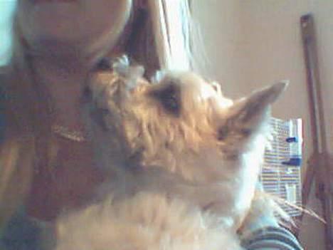 Cairn terrier Mads - Mor? jeg er sulten... billede 4