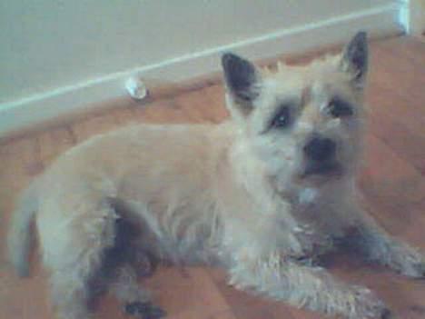 Cairn terrier Mads - Mor har smidt mig ned på gulvet fordi jeg slog en prut :)  billede 5