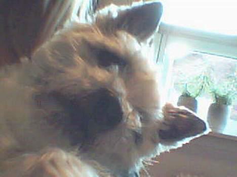 Cairn terrier Mads billede 6