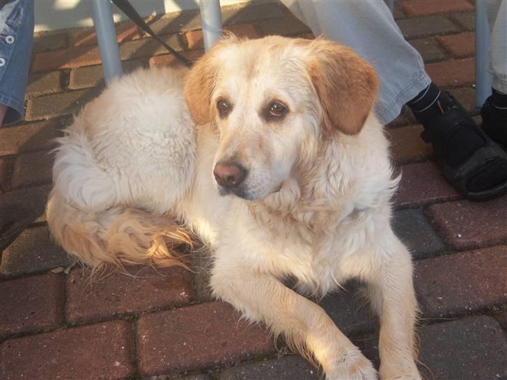 Blanding af racer Gipzy - Smilie - død billede 11