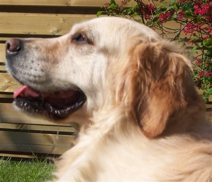 Blanding af racer Gipzy - Smilie - død billede 12