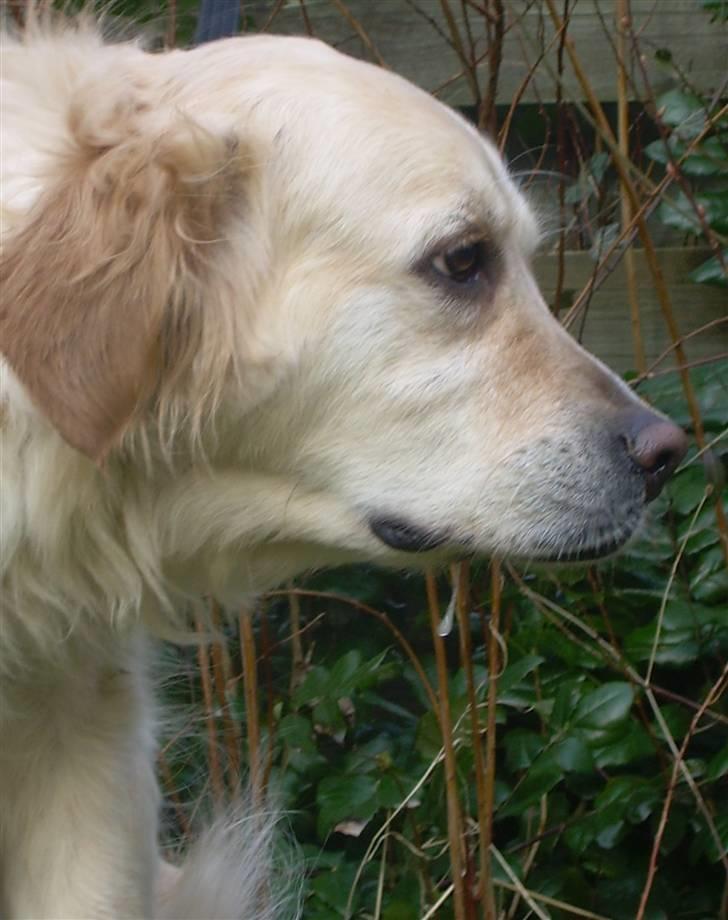 Blanding af racer Gipzy - Smilie - død billede 14