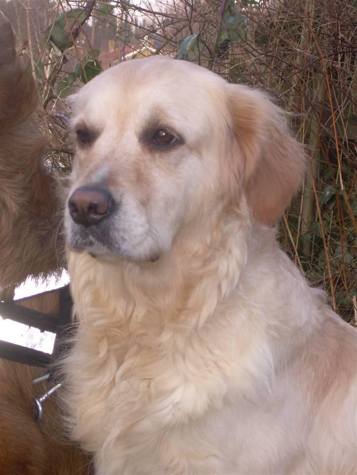 Blanding af racer Gipzy - Smilie - død billede 15