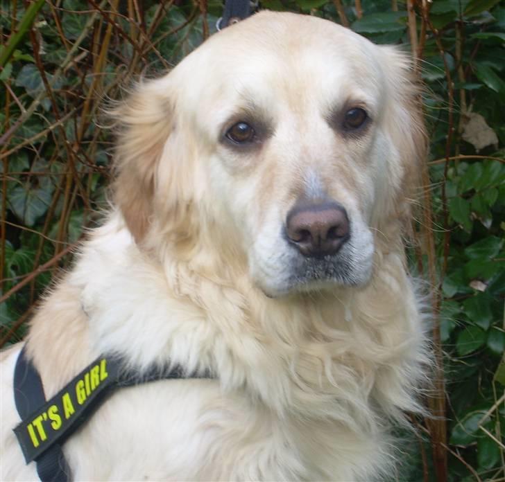 Blanding af racer Gipzy - Smilie - død billede 16