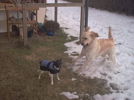 Blanding af racer Gipzy - Smilie - død - Arghhh... Nu spiser jeg dig Pjevs.. Løb nu efter mig så vi kan lege :) billede 17