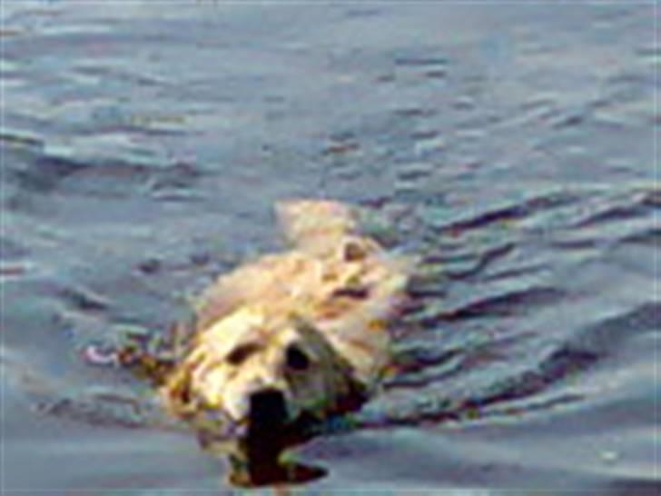 Blanding af racer Gipzy - Smilie - død billede 18