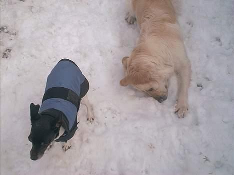 Blanding af racer Gipzy - Smilie - død - Hehe.. Pjevs nu ruller jeg dig ned :D billede 19