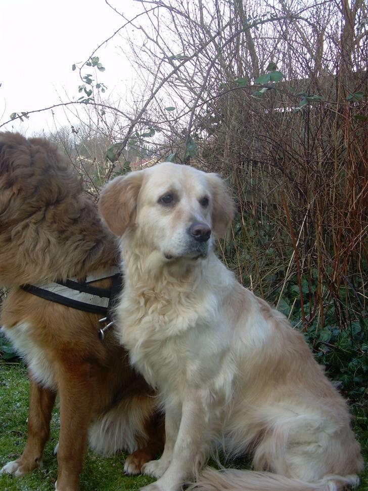 Blanding af racer Gipzy - Smilie - død billede 20