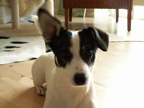 Blanding af racer Oscar billede 1