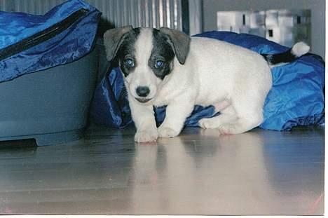 Blanding af racer Oscar - Oscar er lige kommet hjem. 8 uger. billede 2