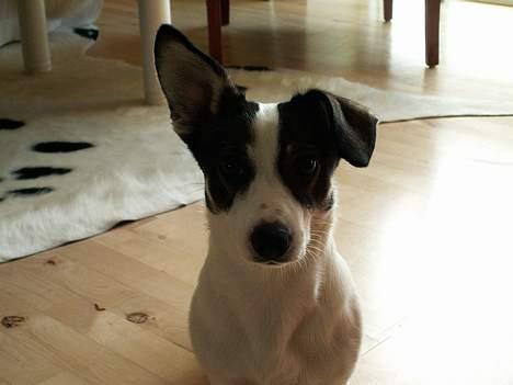 Blanding af racer Oscar billede 4